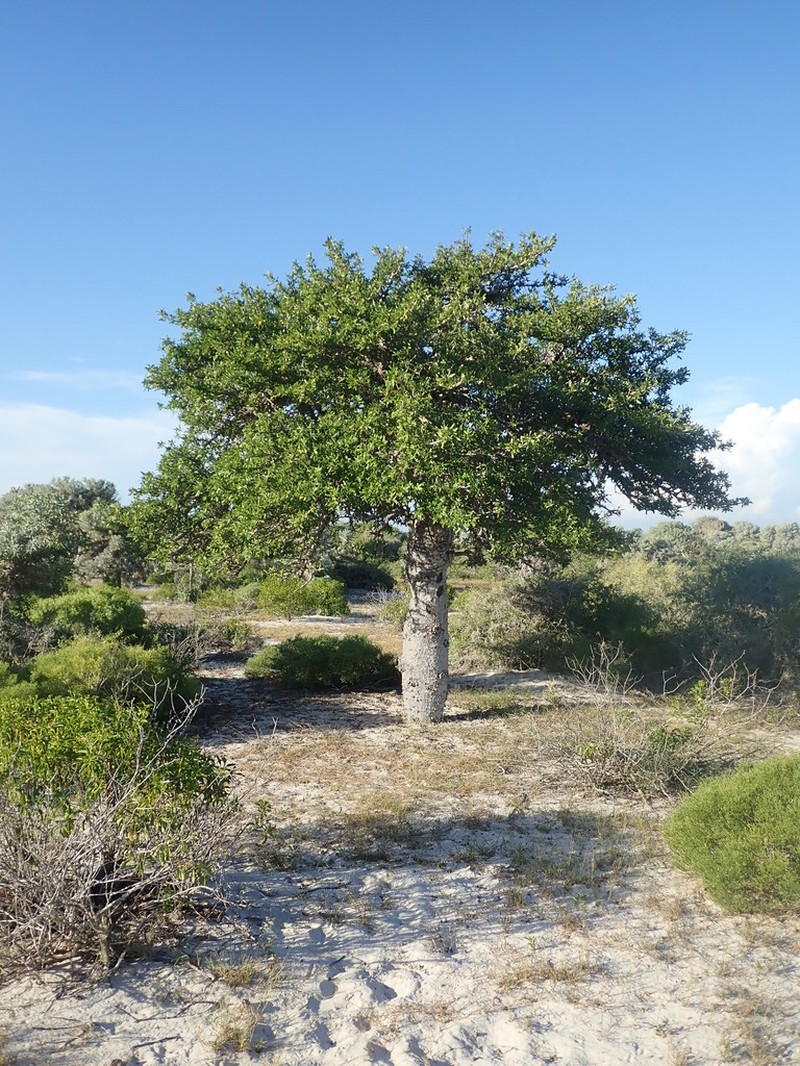 Poupartia minor photo 7