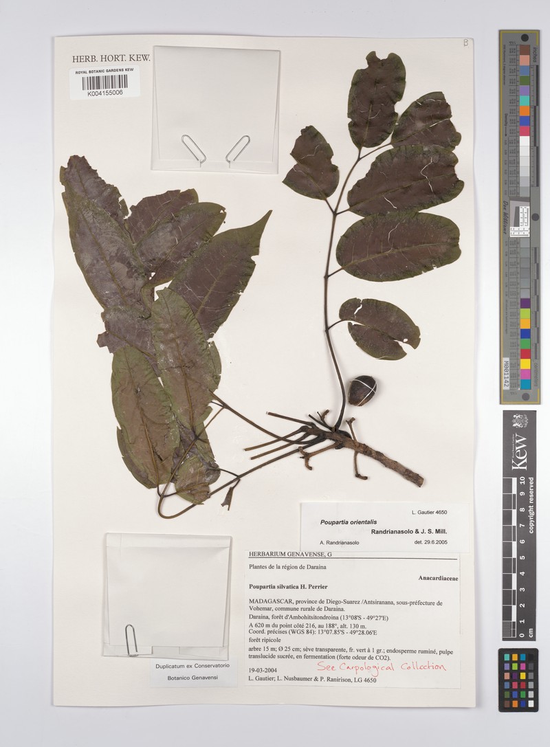 Poupartia orientalis