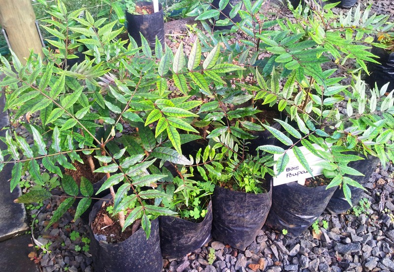Poupartia pubescens