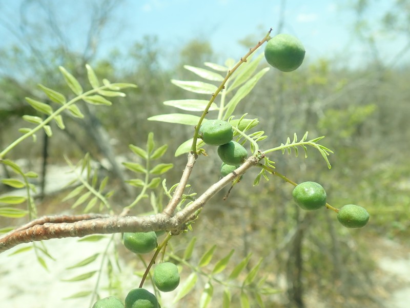 Poupartia silvatica