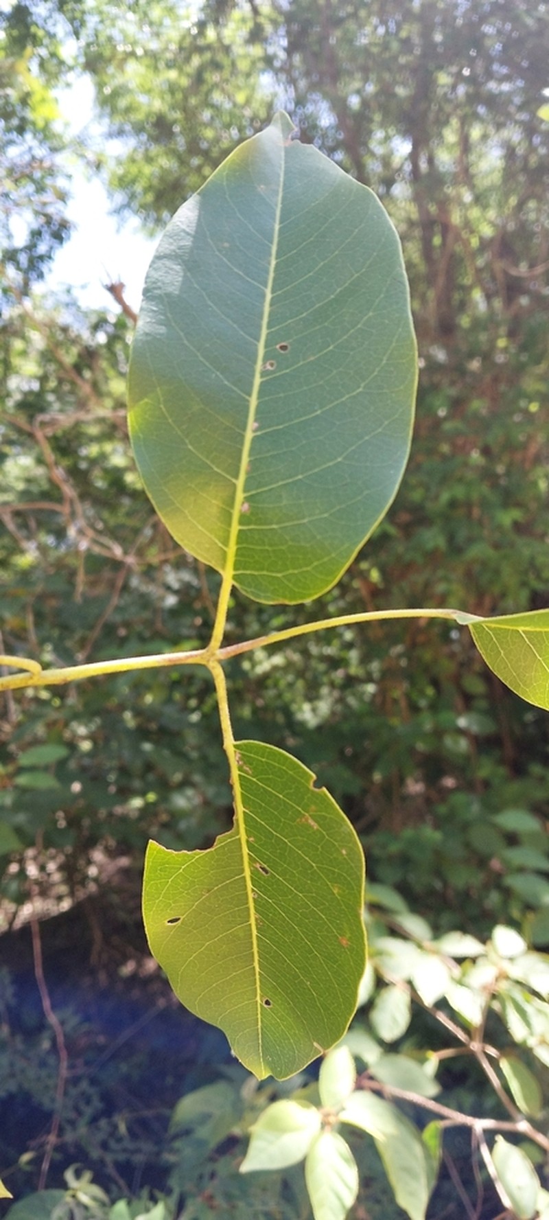 Poupartia silvatica photo 2