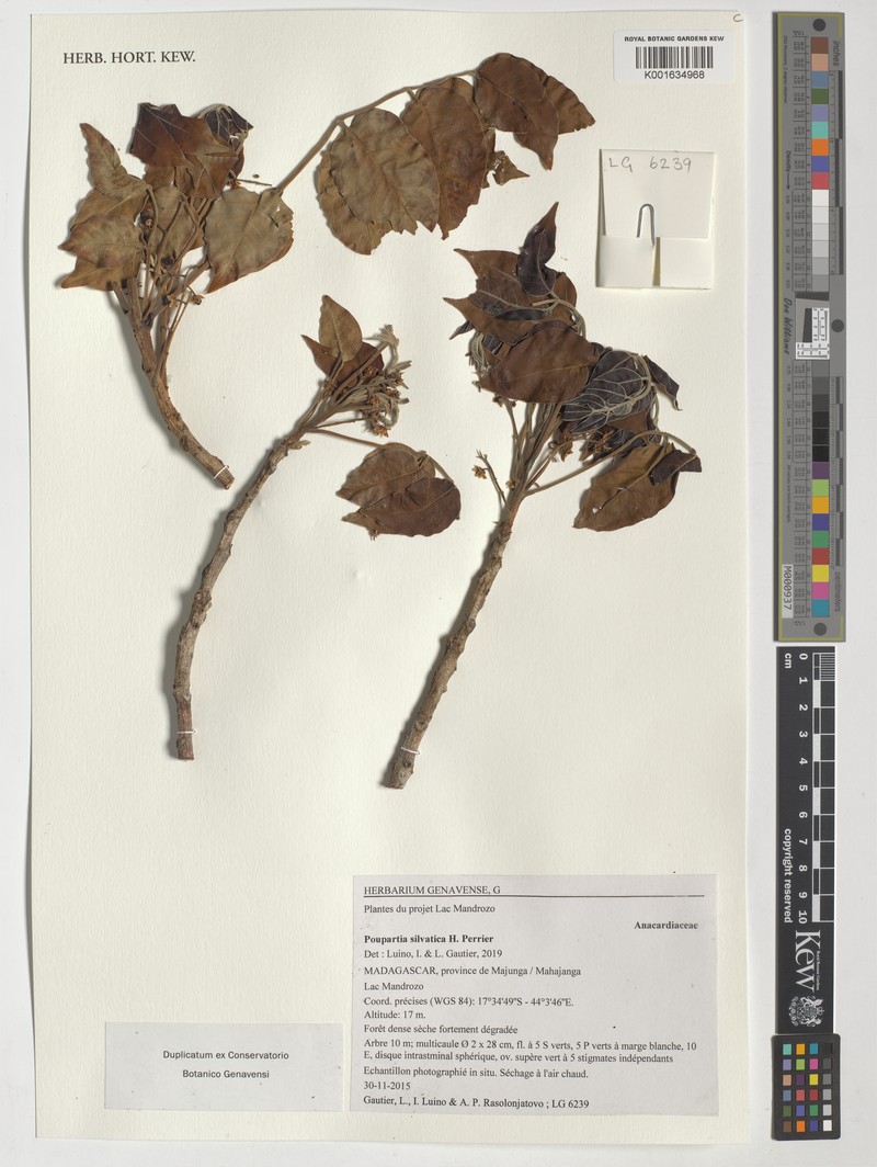 Poupartia silvatica photo 6