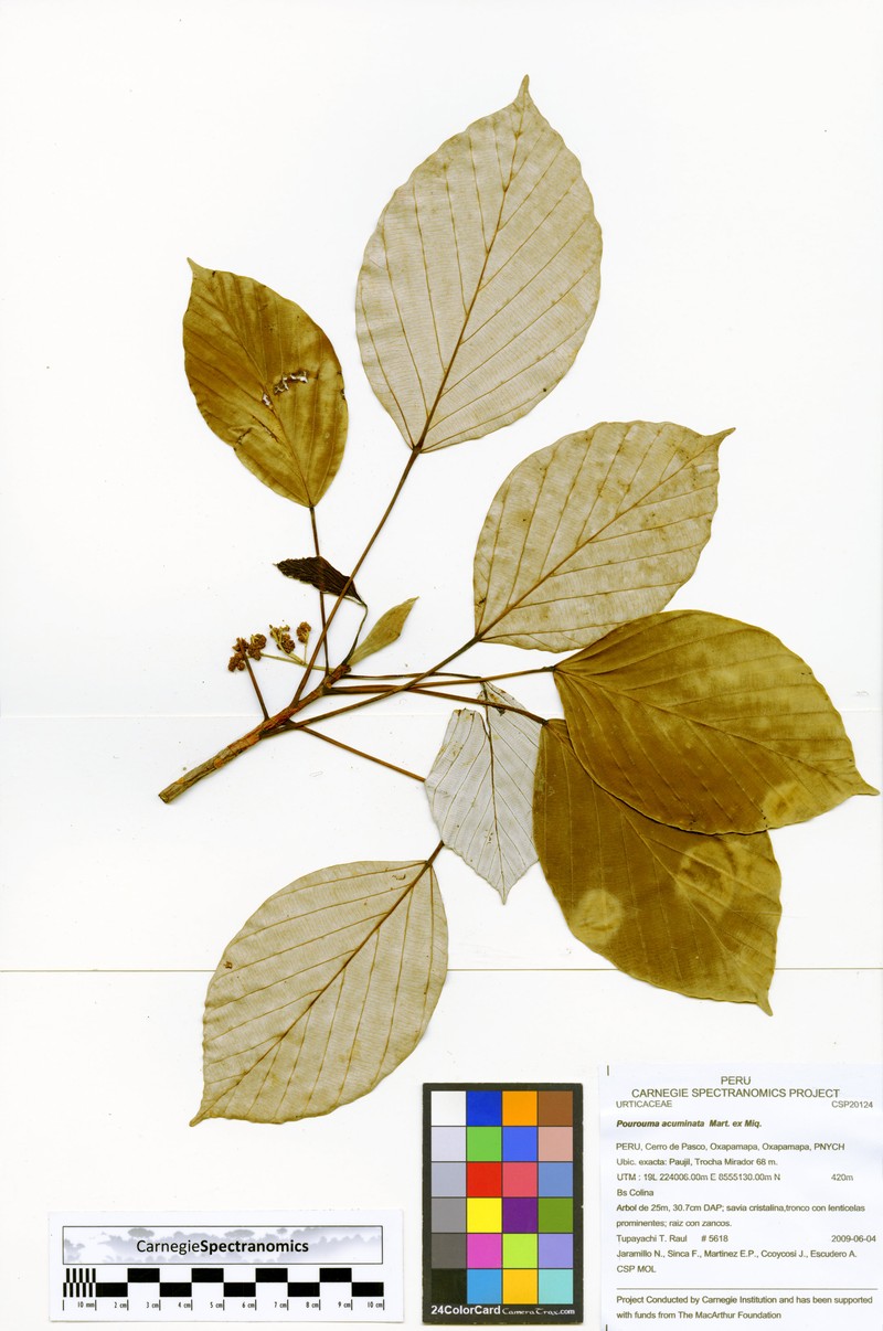 Pourouma acuminata