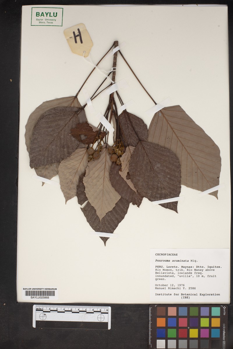 Pourouma acuminata photo 2