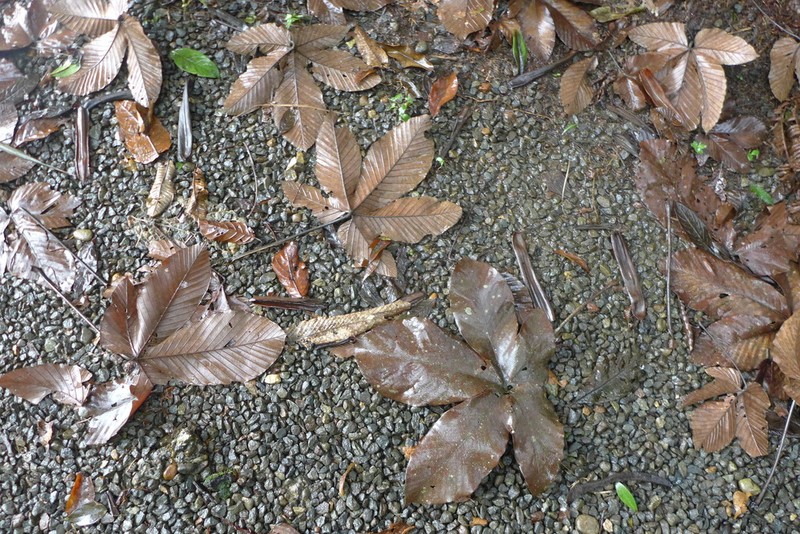 Pourouma bicolor