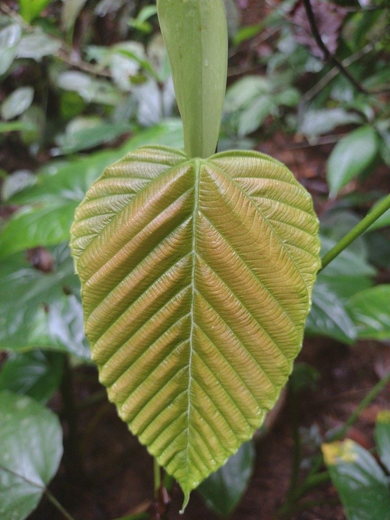 Pourouma bicolor photo 2