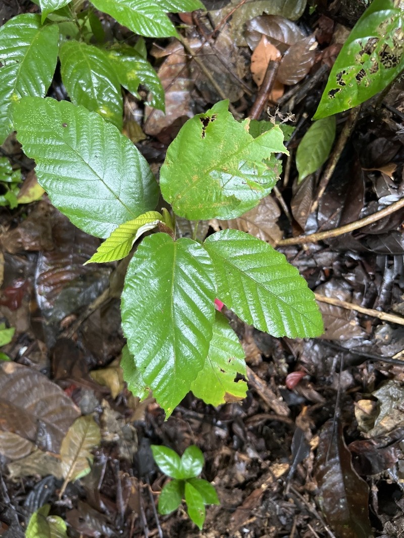 Pourouma bicolor photo 4