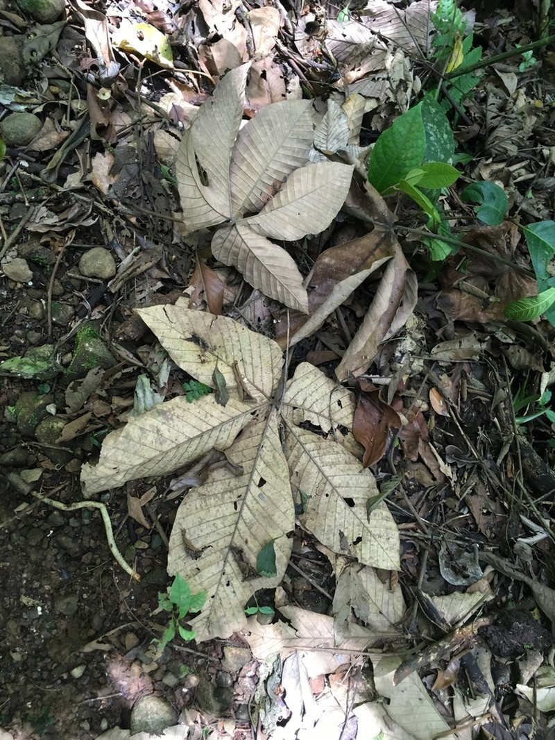 Pourouma bicolor photo 5