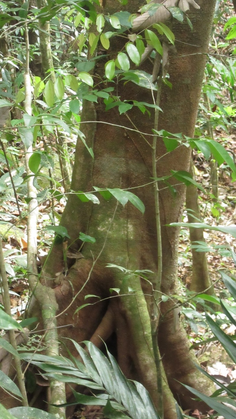 Pourouma bicolor photo 6