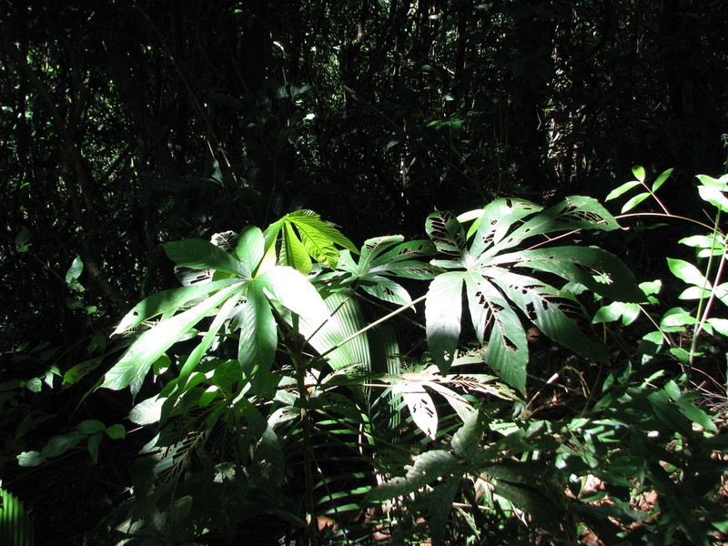 Pourouma bicolor photo 7