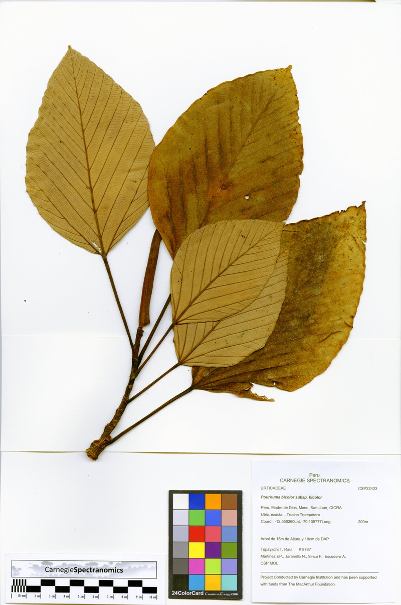 Pourouma bicolor subsp. bicolor
