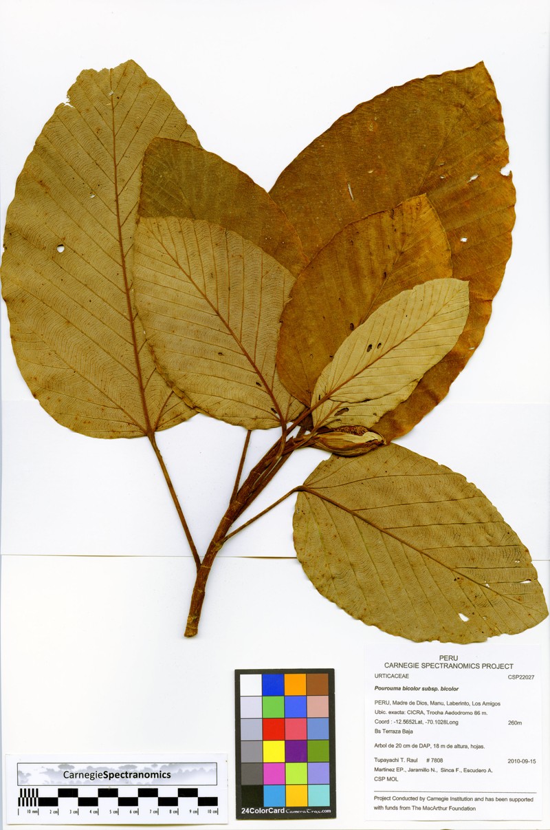 Pourouma bicolor subsp. bicolor photo 2