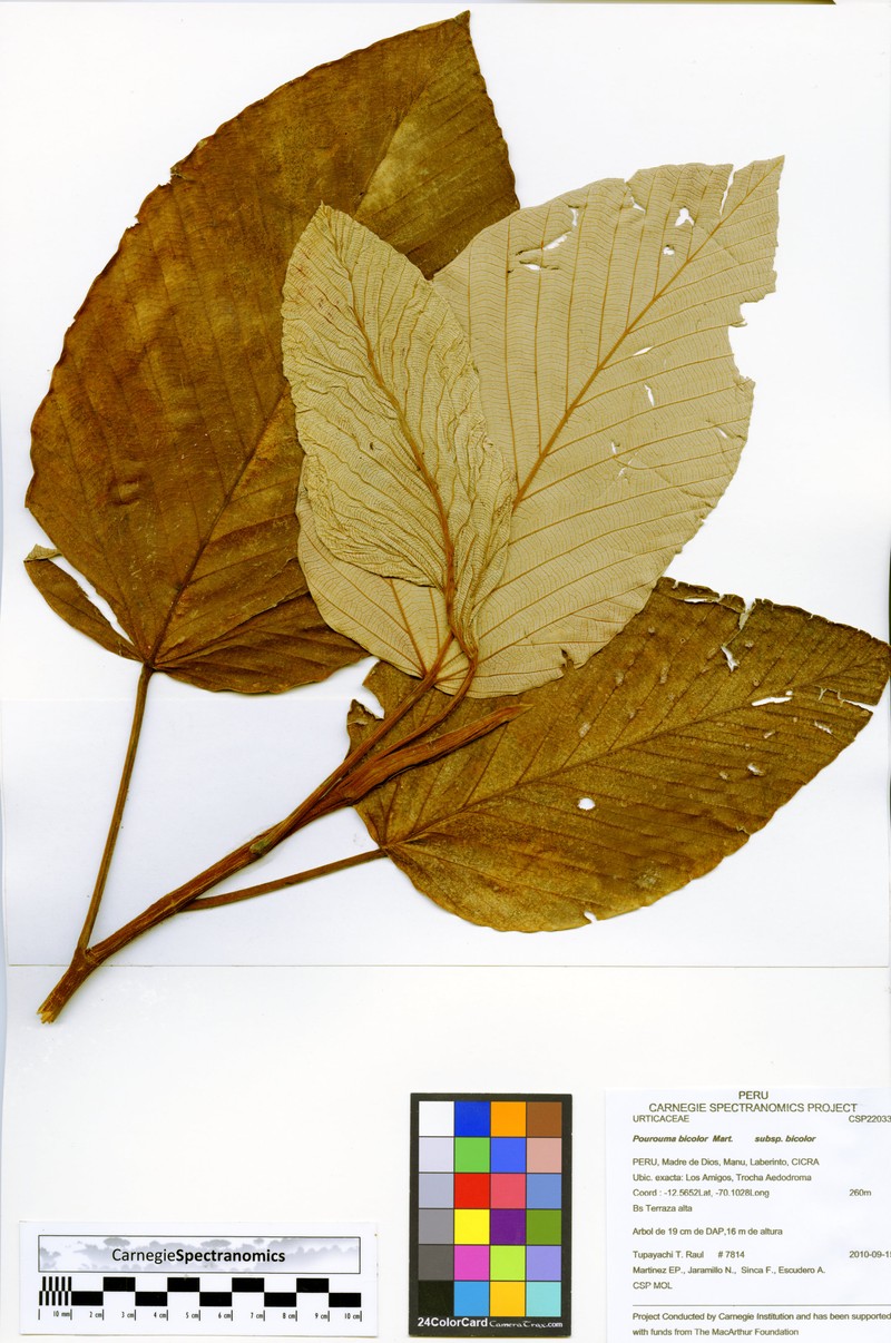 Pourouma bicolor subsp. bicolor photo 3