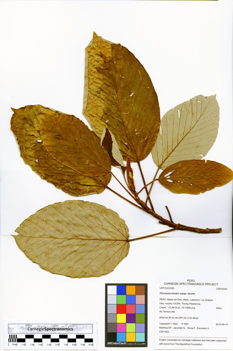 Pourouma bicolor subsp. bicolor photo 4