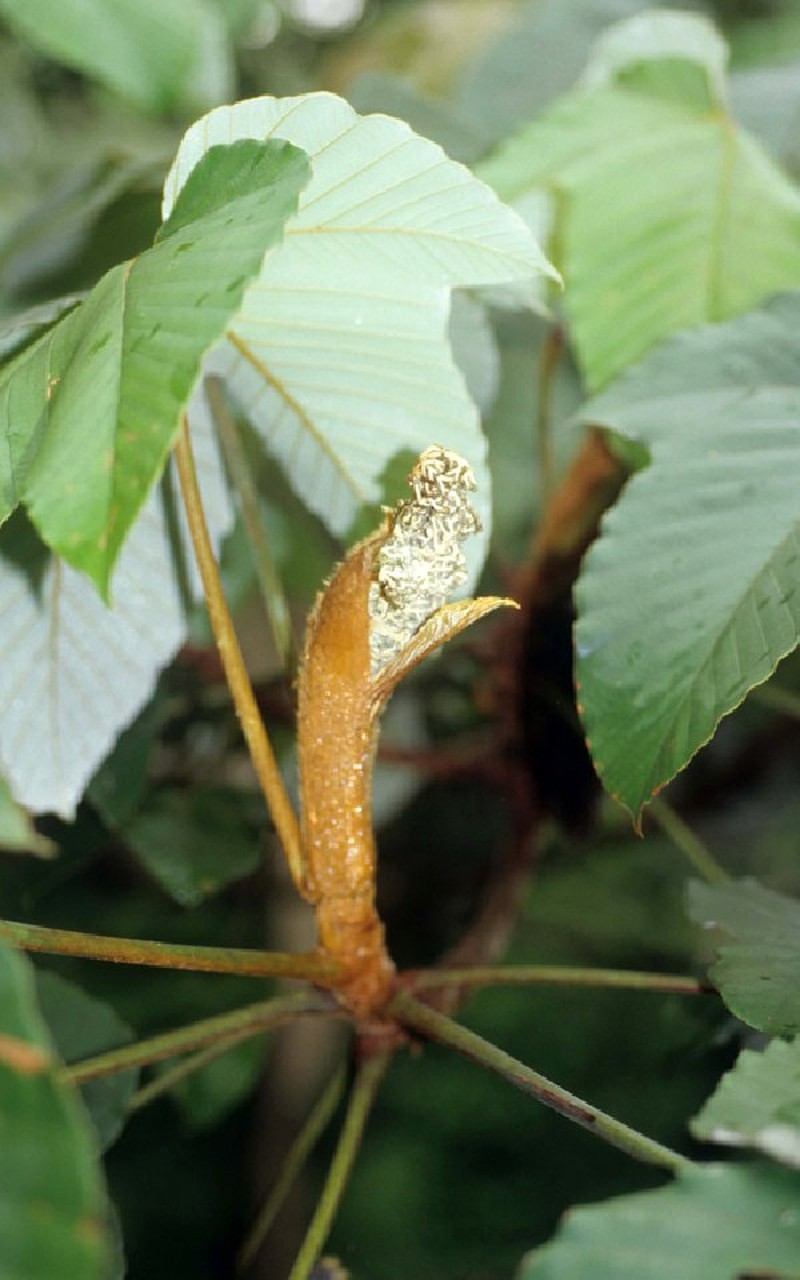 Pourouma bicolor subsp. chocoana