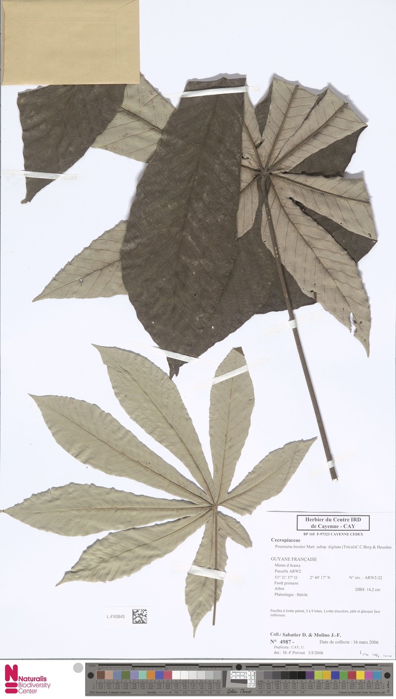 Pourouma bicolor subsp. digitata