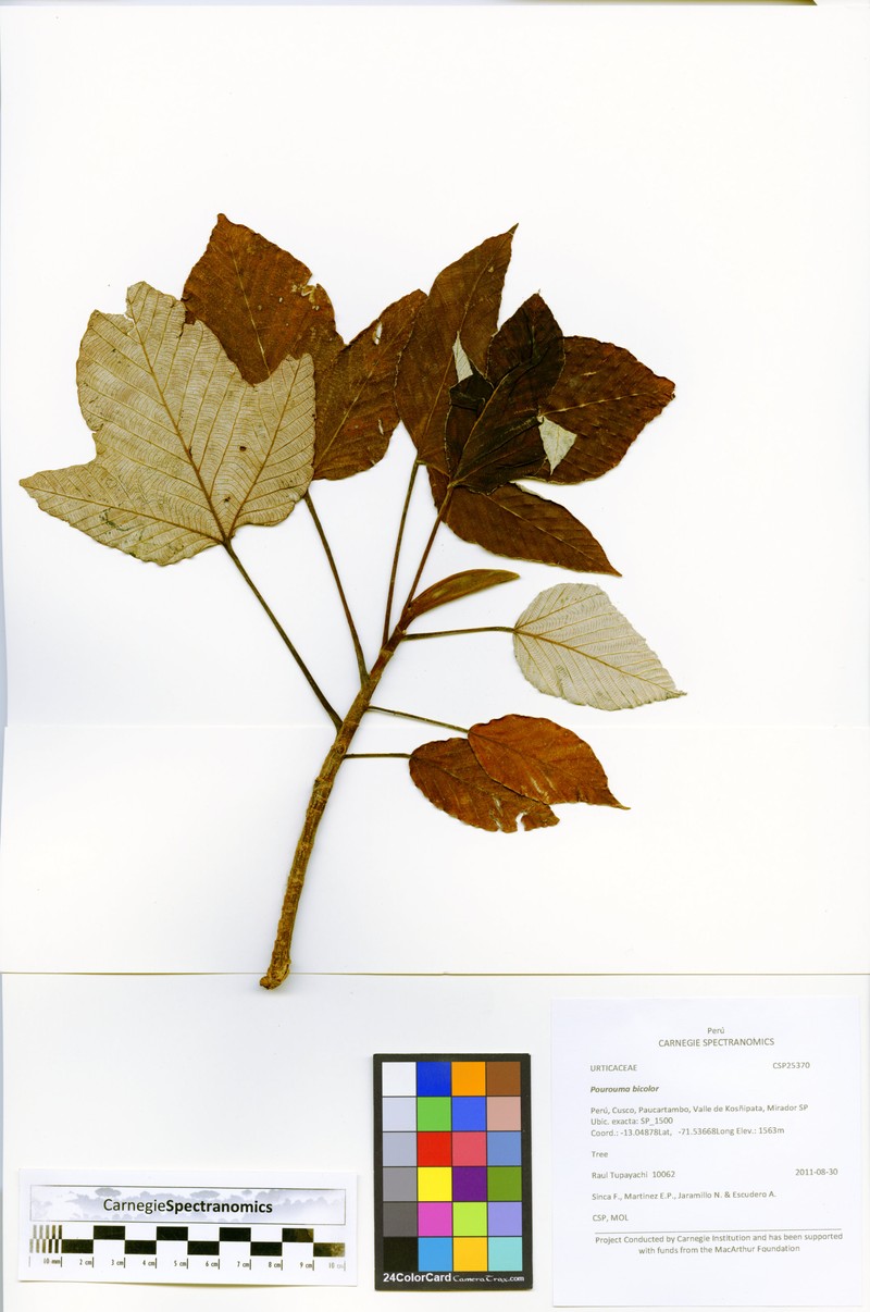 Pourouma bicolor subsp. scobina