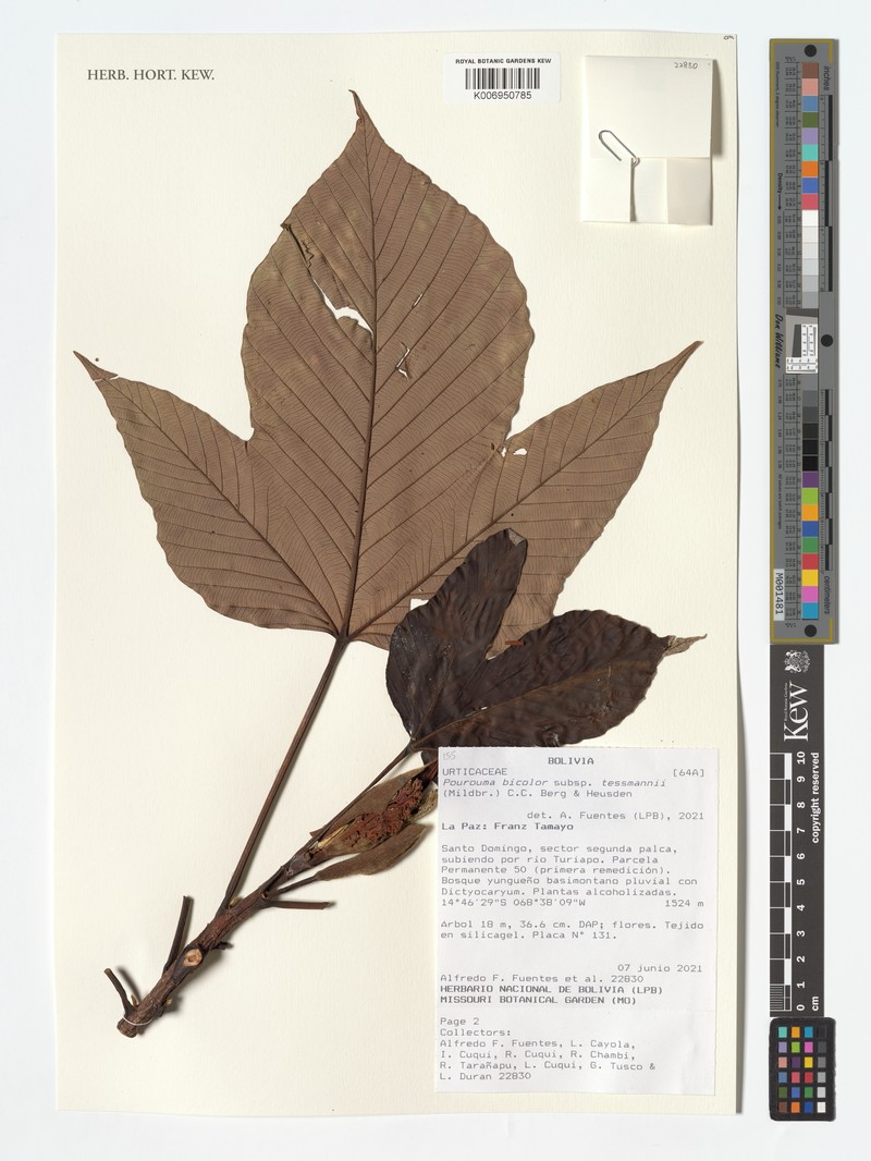 Pourouma bicolor subsp. tessmannii