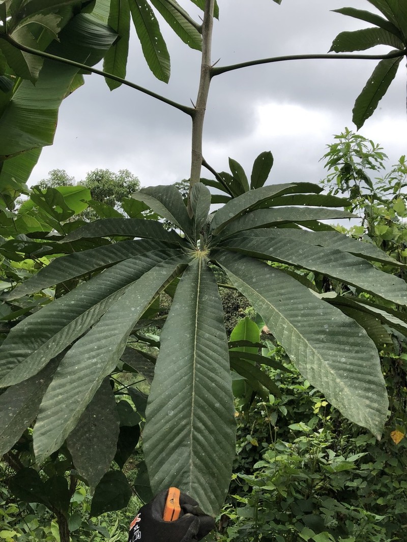 Pourouma cecropiifolia photo 2