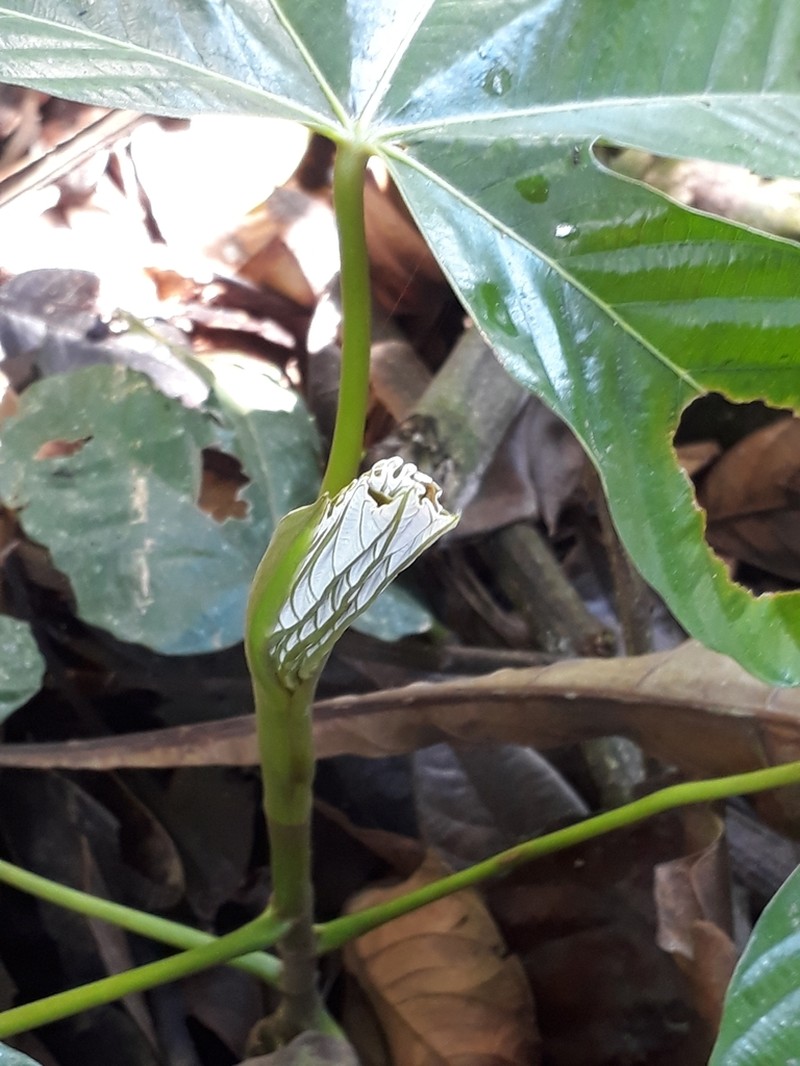 Pourouma cecropiifolia photo 3