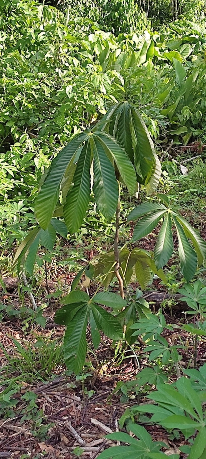 Pourouma cecropiifolia photo 4