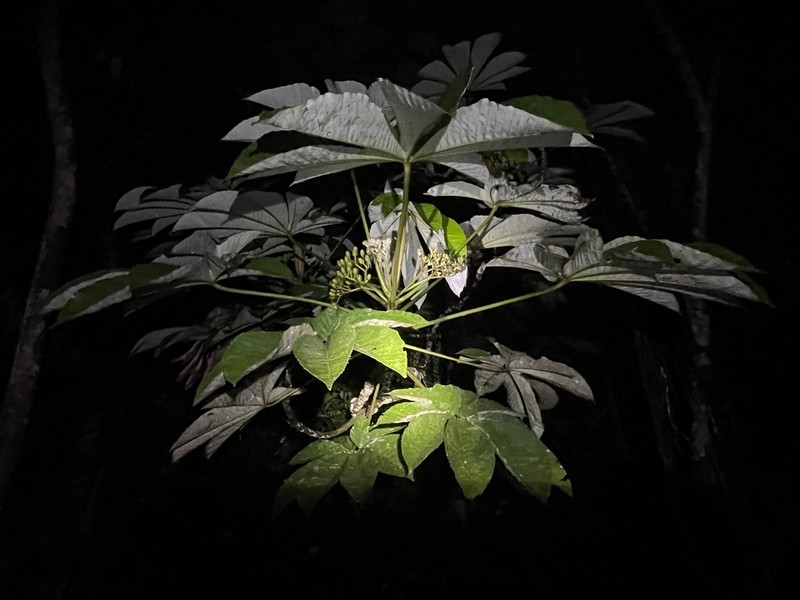 Pourouma cecropiifolia photo 5