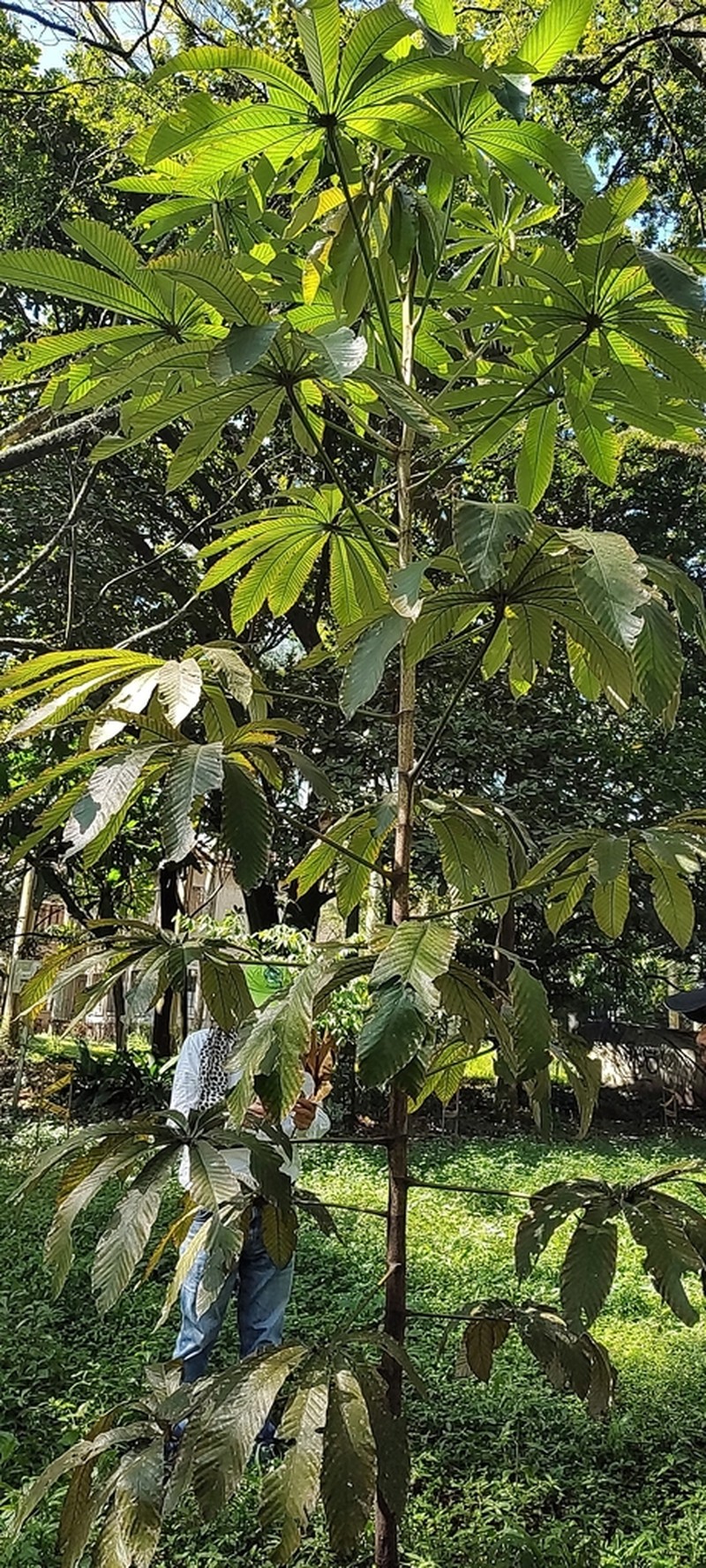 Pourouma cecropiifolia photo 6