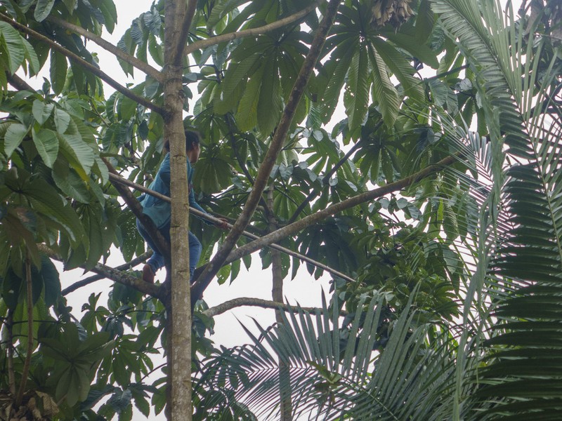 Pourouma cecropiifolia photo 7