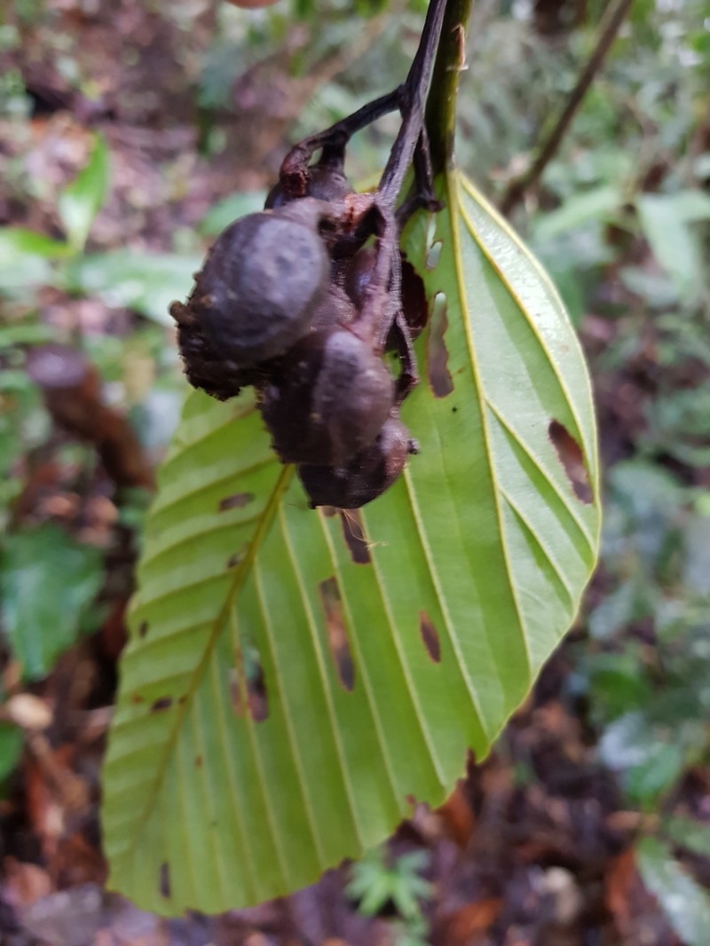 Pourouma cucura