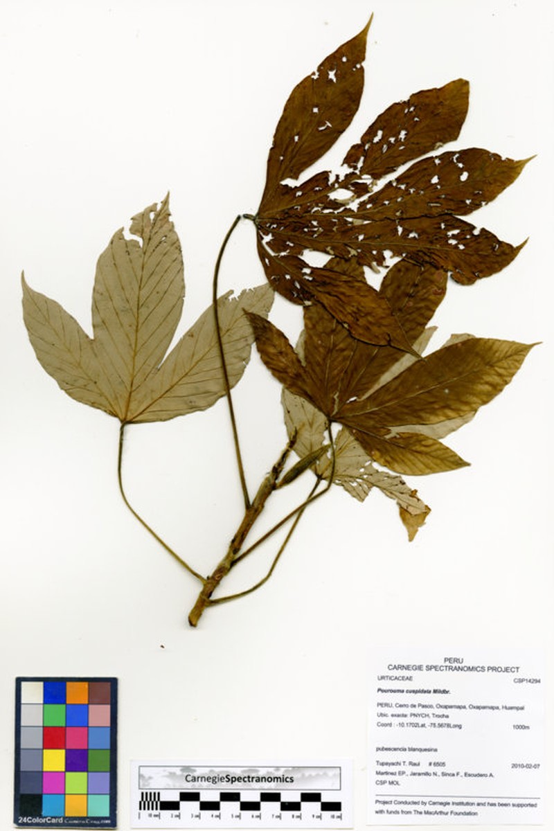 Pourouma cuspidata