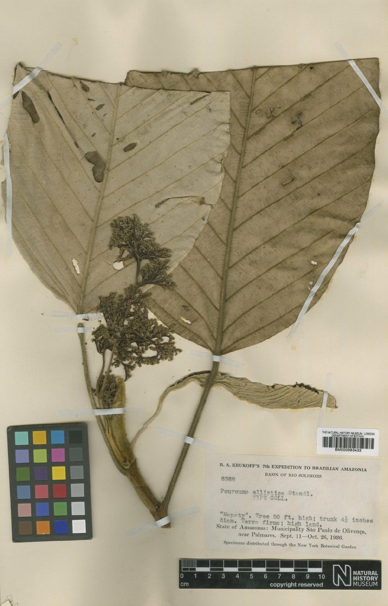 Pourouma elliptica
