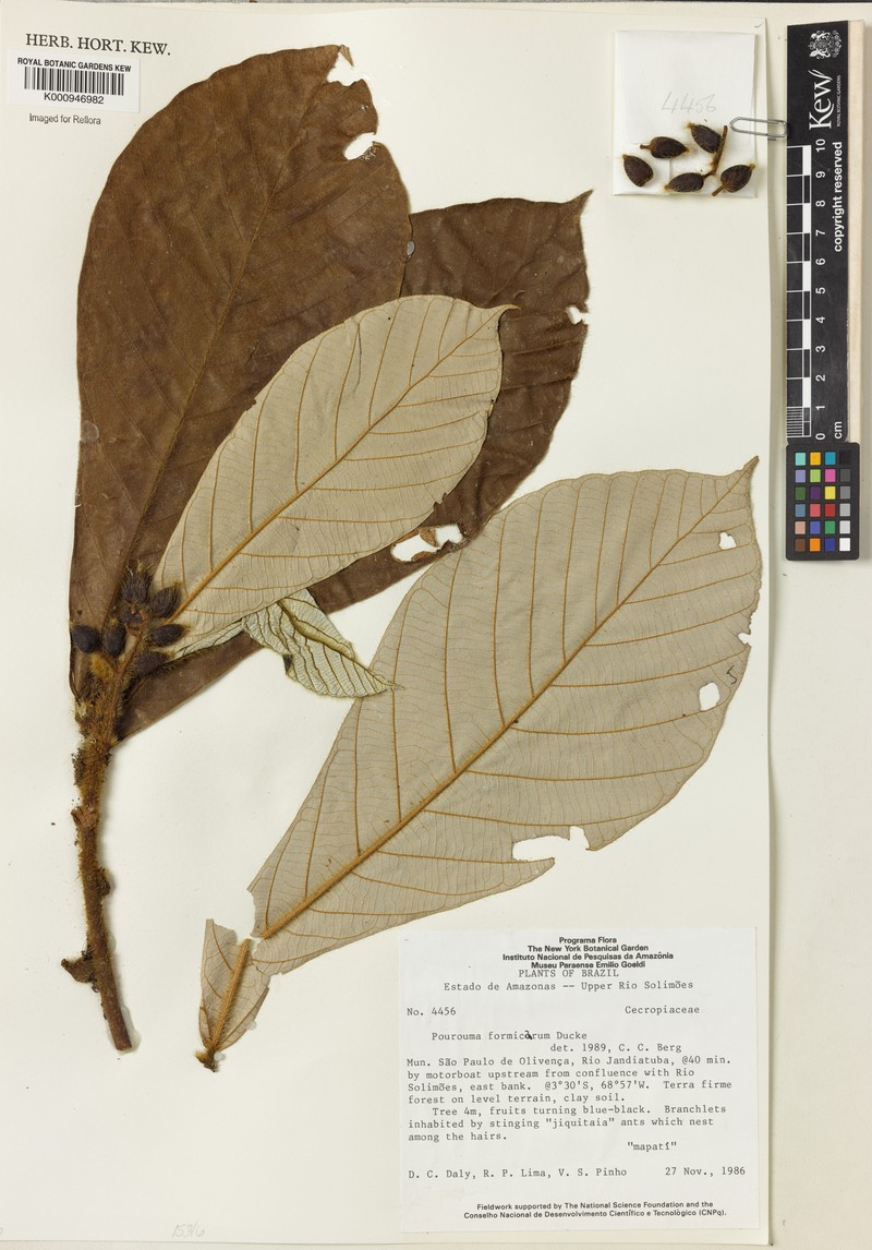 Pourouma formicarum
