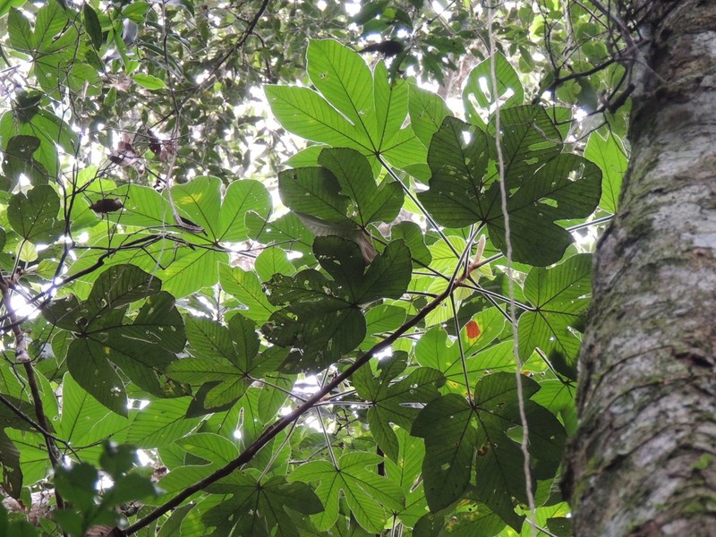 Pourouma guianensis