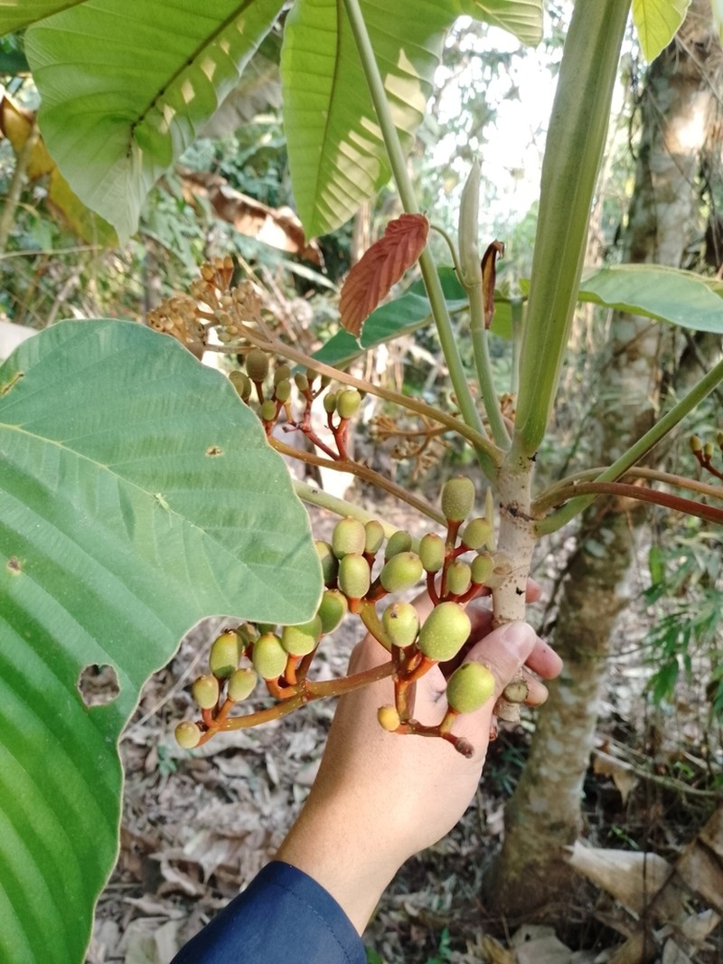 Pourouma guianensis photo 2