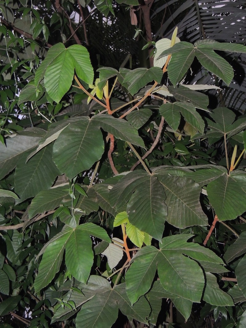 Pourouma guianensis photo 3