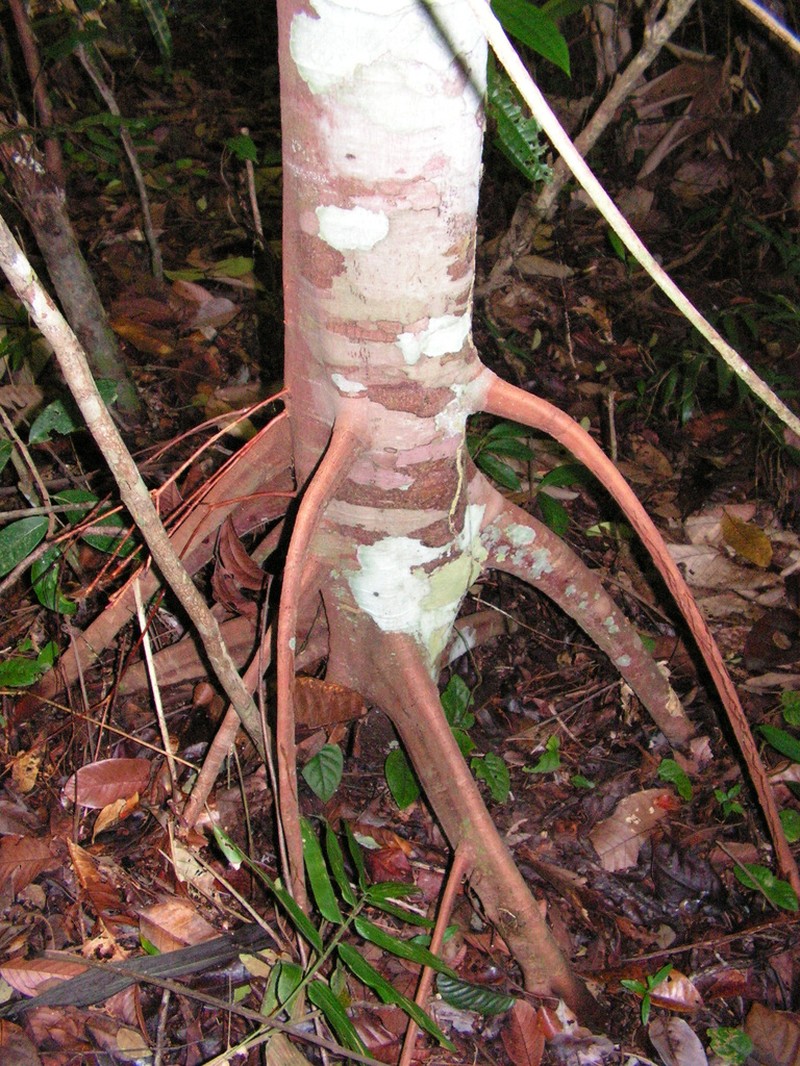 Pourouma guianensis photo 4