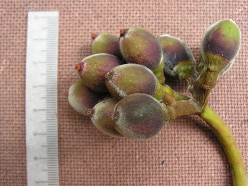 Pourouma guianensis photo 5