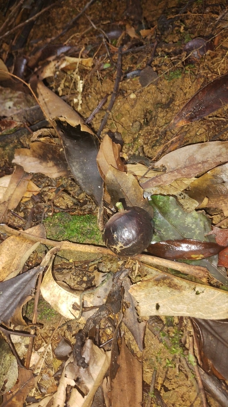 Pourouma guianensis photo 6