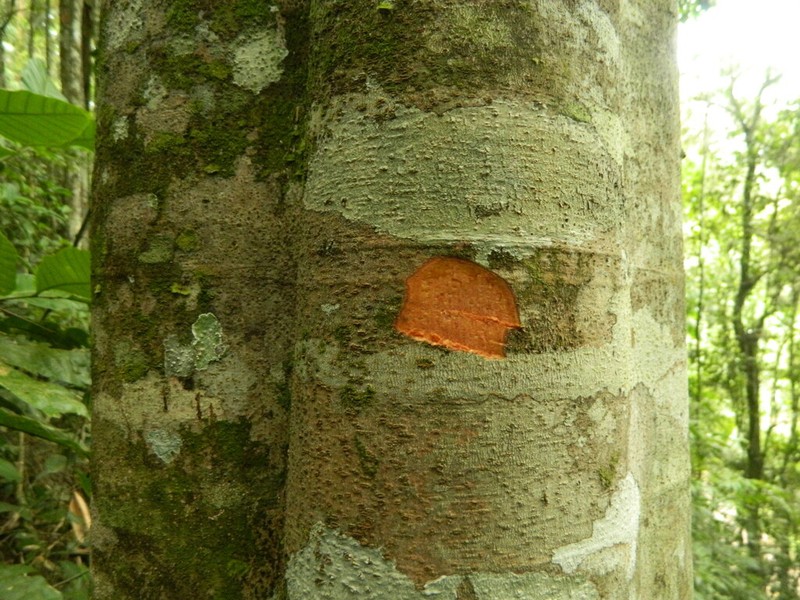 Pourouma guianensis photo 7