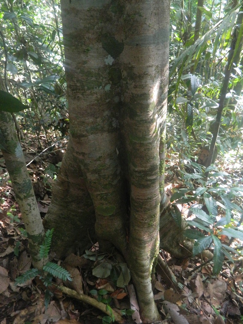 Pourouma guianensis photo 8