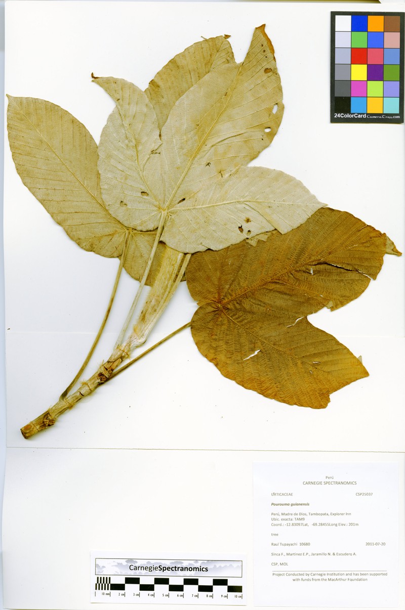 Pourouma guianensis subsp. guianensis