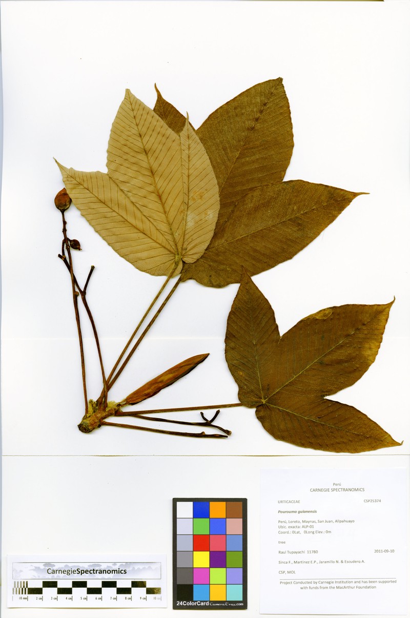 Pourouma guianensis subsp. guianensis photo 2