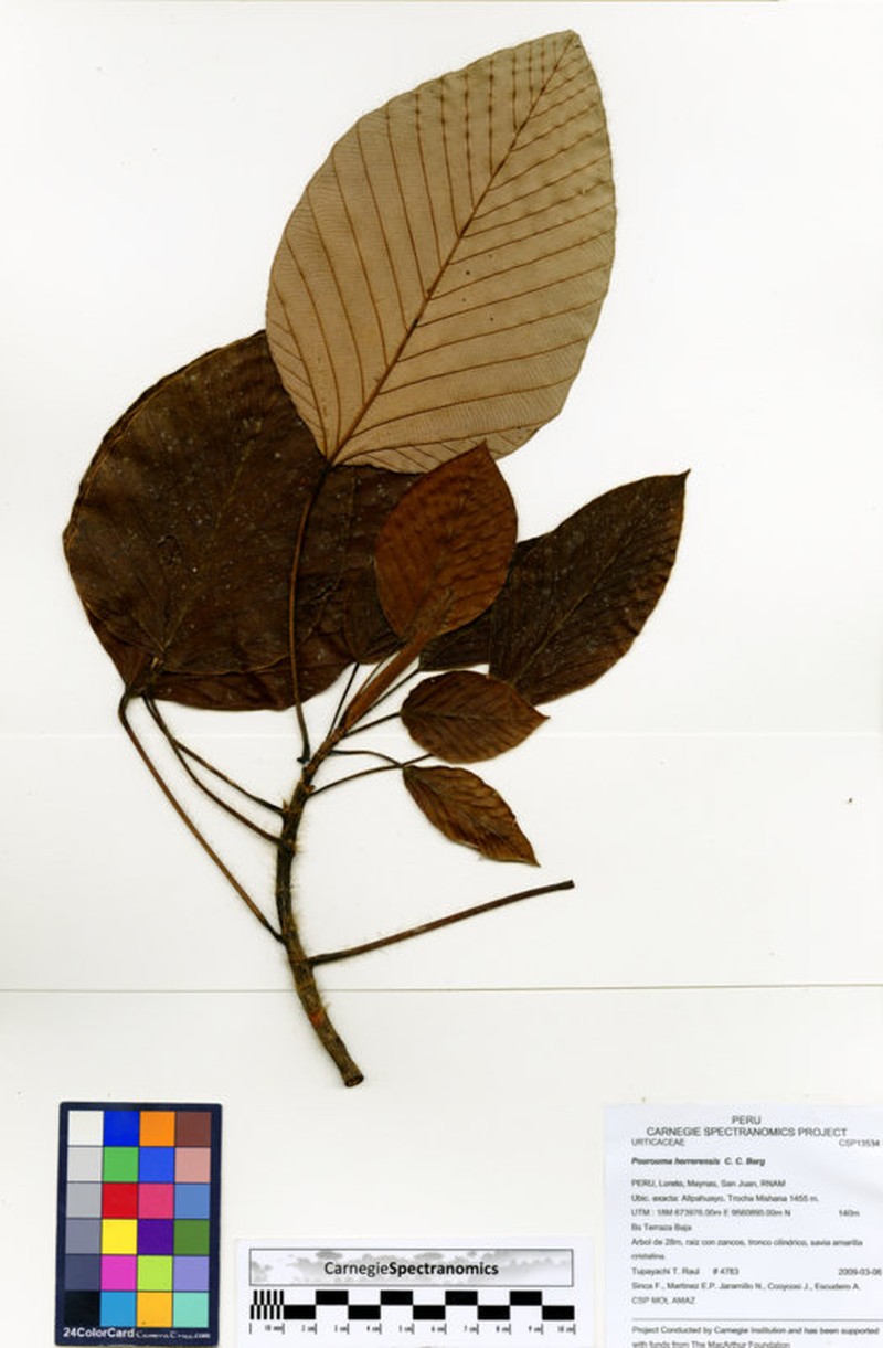 Pourouma herrerensis
