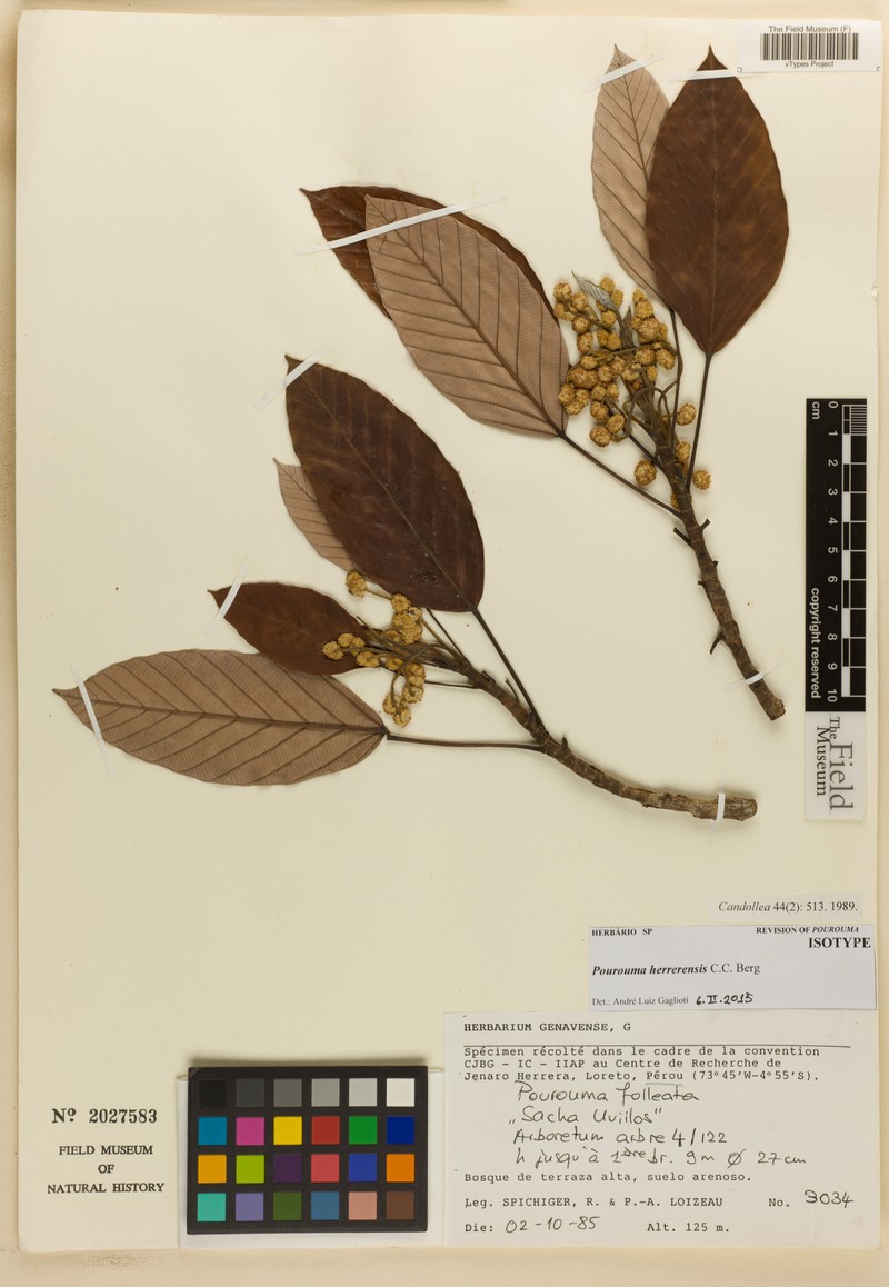 Pourouma herrerensis photo 2