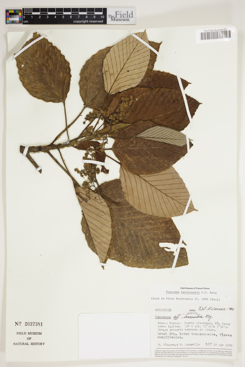 Pourouma herrerensis photo 3