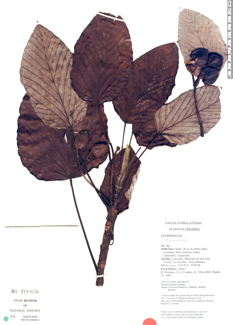 Pourouma hirsutipetiolata