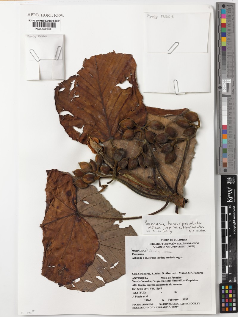 Pourouma hirsutipetiolata photo 2