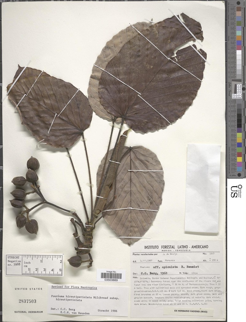 Pourouma hirsutipetiolata subsp. hirsutipetiolata
