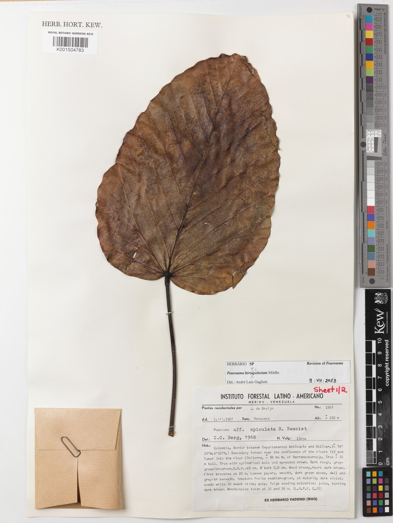 Pourouma hirsutipetiolata subsp. hirsutipetiolata photo 2