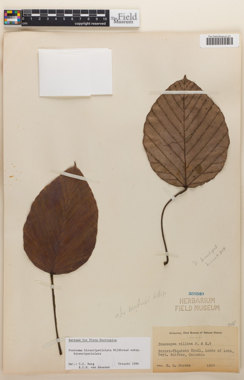 Pourouma hirsutipetiolata subsp. hirsutipetiolata photo 3